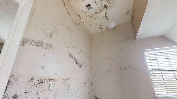 Best Post-Remediation Verification Testing  in Wahese, NC